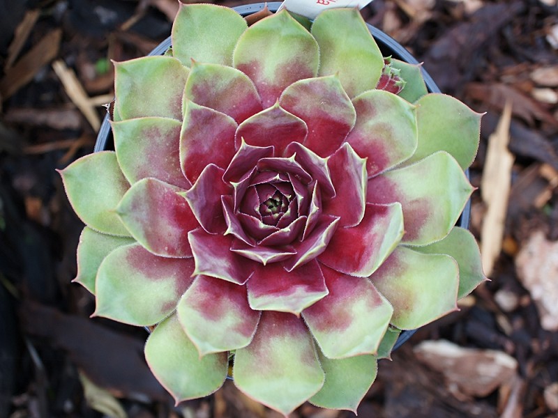 Luella