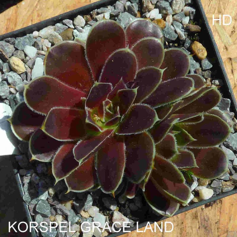 Korspel Grace Land / Jovi