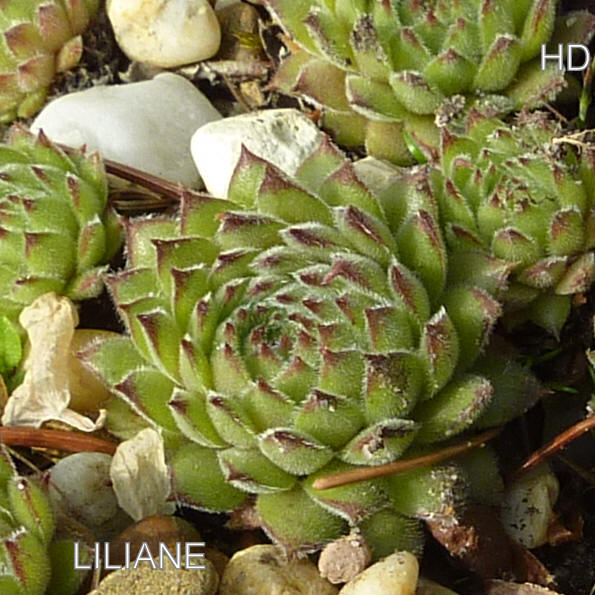 Liliane