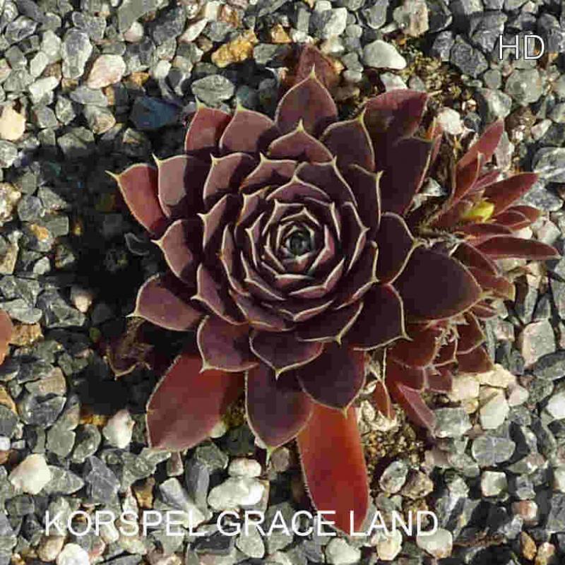 Korspel Grace Land / Jovi