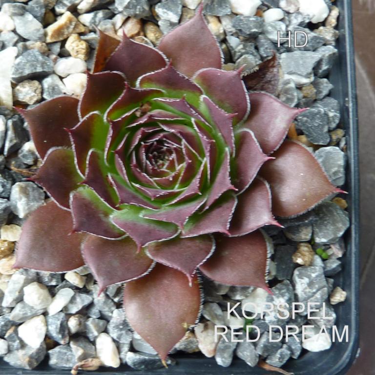 Korspel Red Dream / Jovi