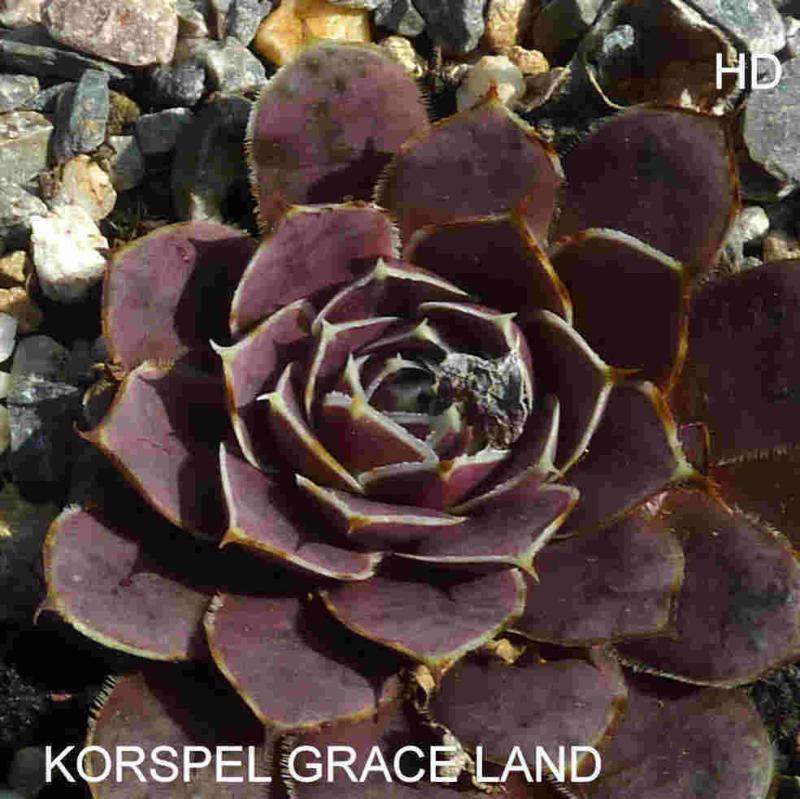 Korspel Grace Land / Jovi