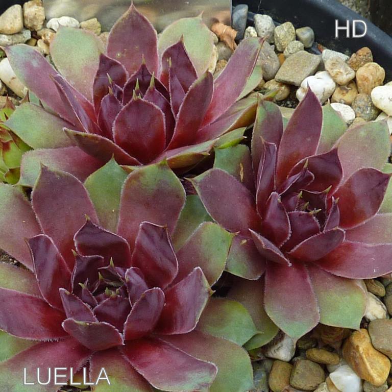 Luella