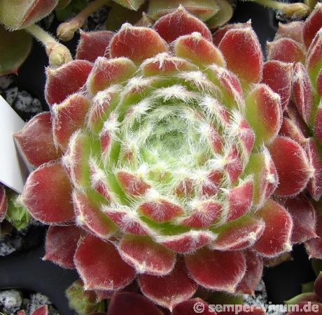 Korspel Cherry