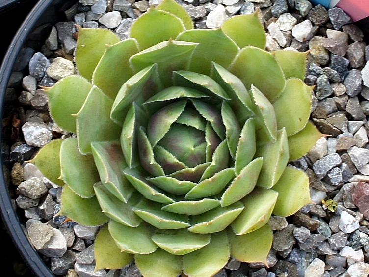 Luella