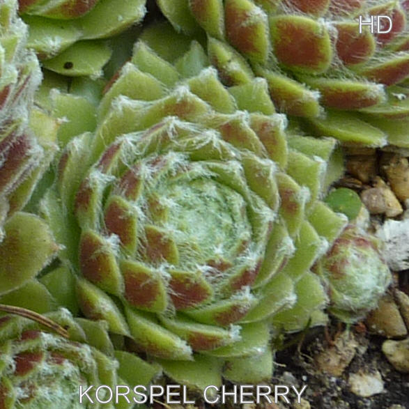 Korspel Cherry