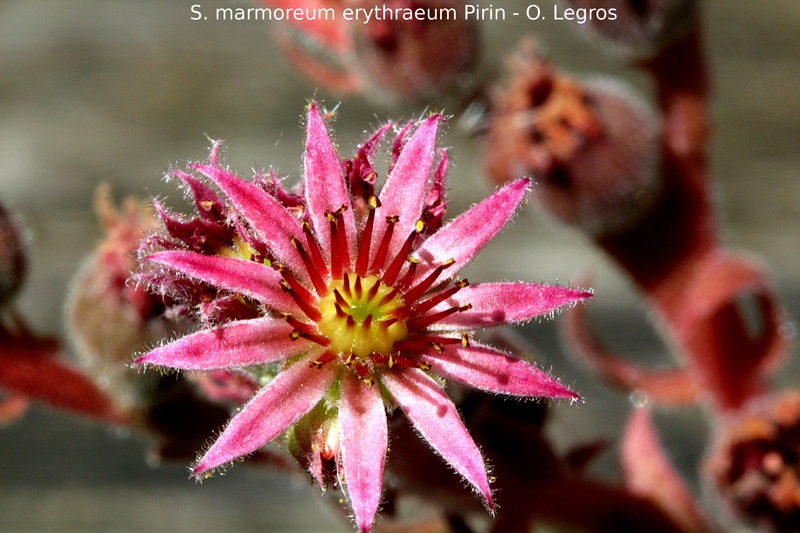 marmoreum ssp. erythraeum from Pirin