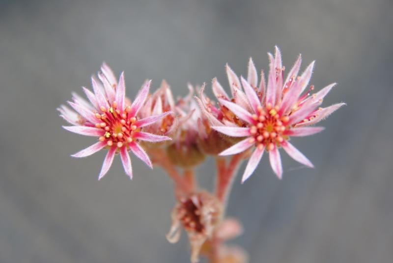 marmoreum ssp. matricum