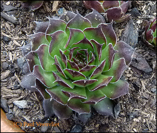 marmoreum ssp. reginae-amaliae (angustissimum)