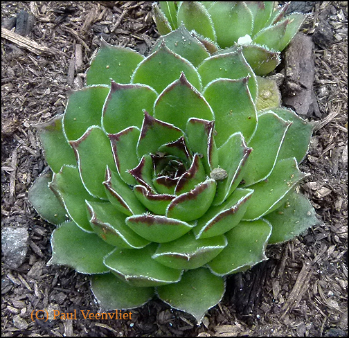 marmoreum ssp. reginae-amaliae (angustissimum)