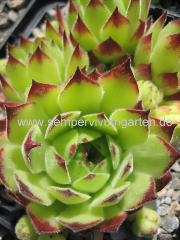 montanum ssp. burnatii