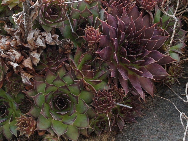tectorum var. tectorum from Villnösstal (bei St. Peter)