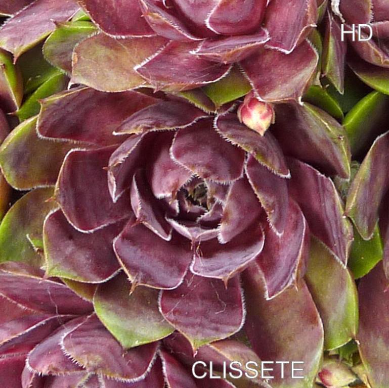 Clissete
