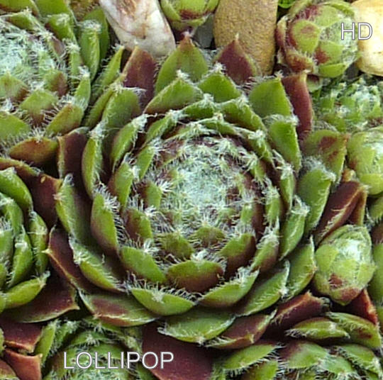 Lollipop