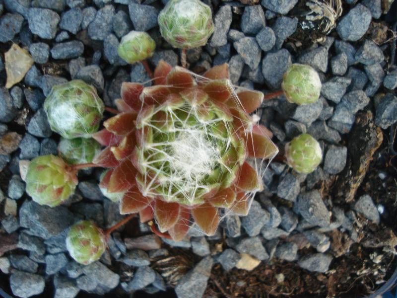 Laced Bonnet