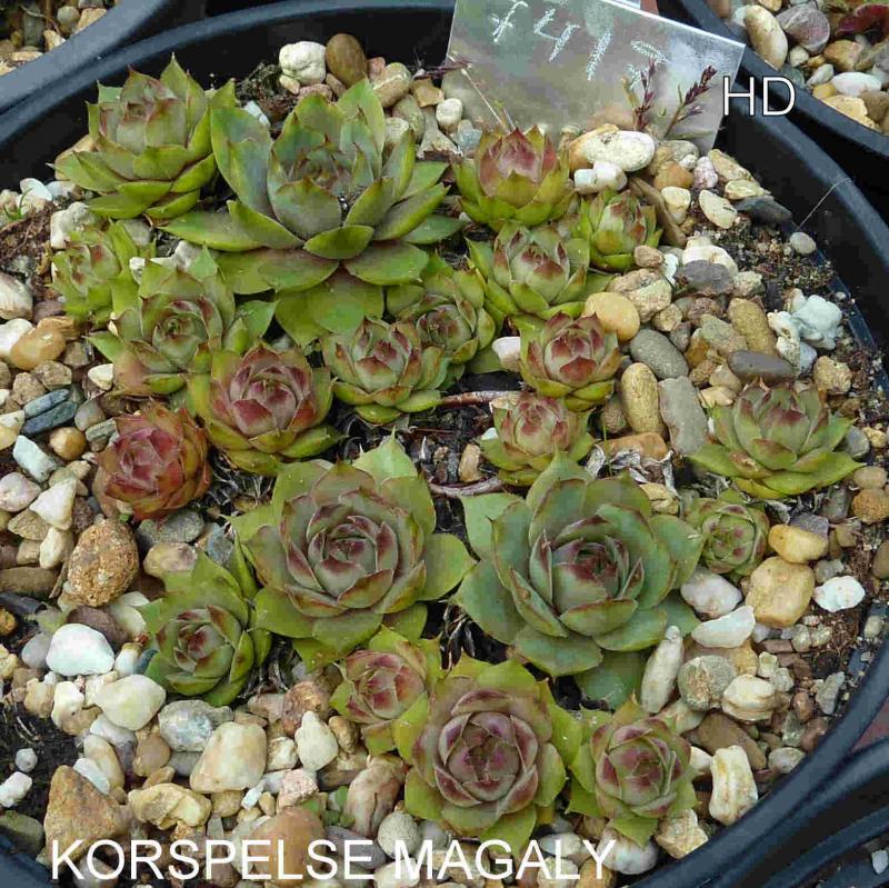 Korspelse Magaly