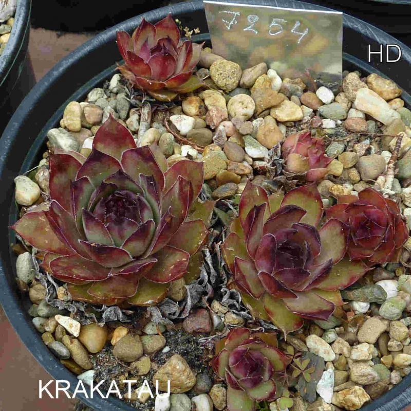 Krakatau