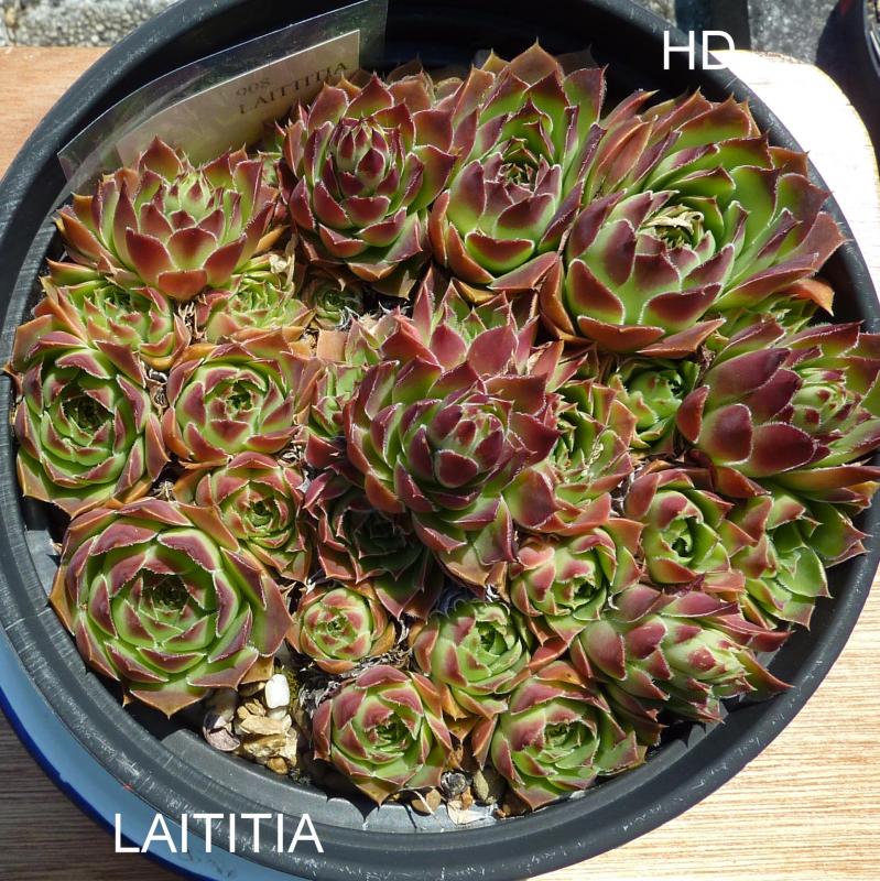 Laititia / Jovi