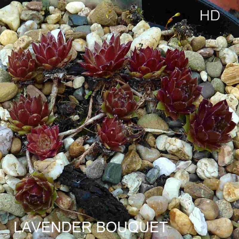 Lavender Bouquet
