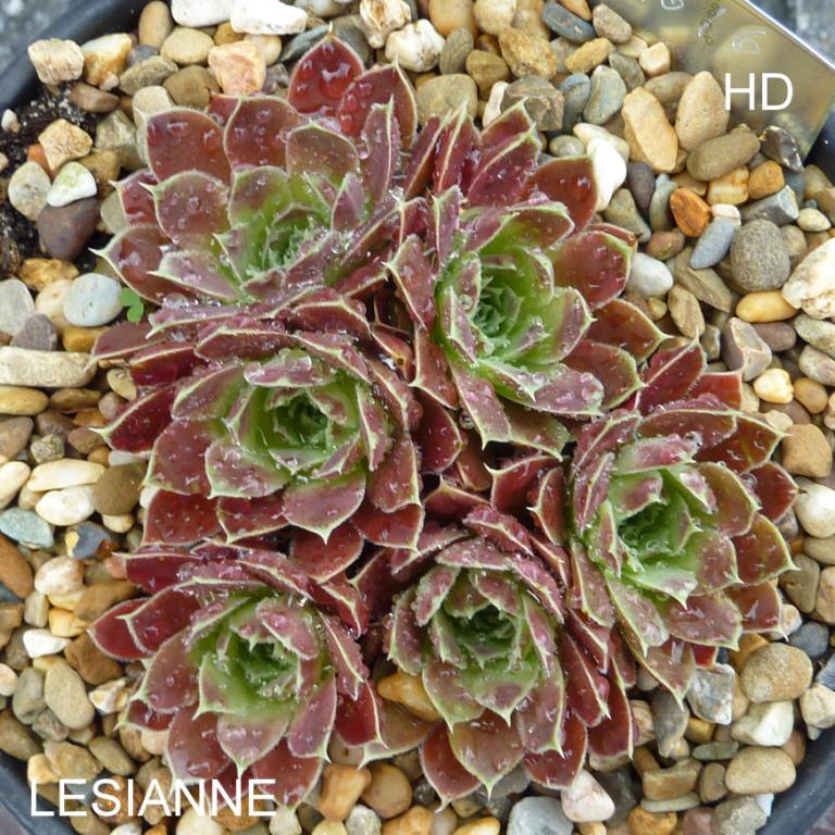 Lesianne / Jovi