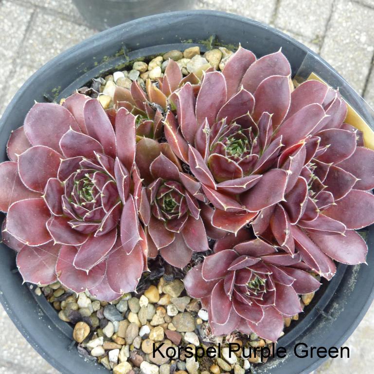 Korspel Purple Green / Jovi
