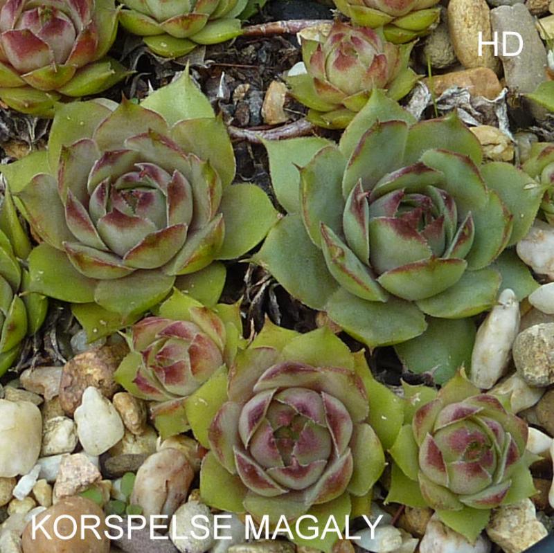 Korspelse Magaly