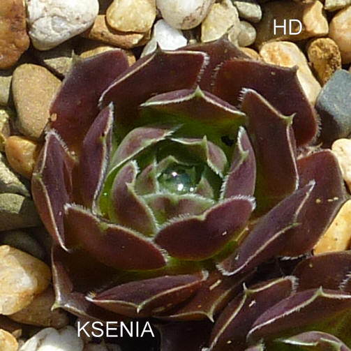 Ksenia / Jovi