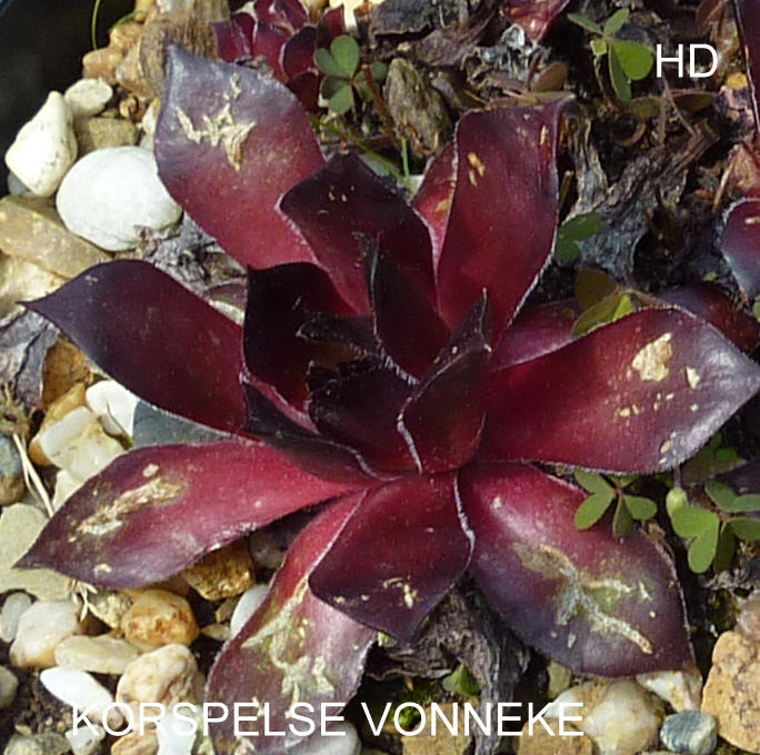 Korspelse Vonneke