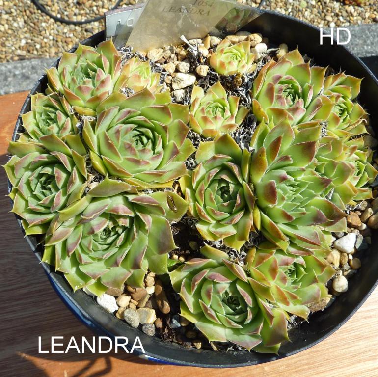 Leandra / Jovi