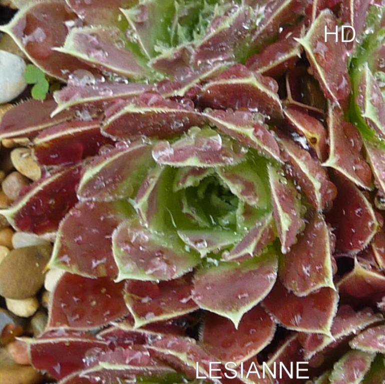 Lesianne / Jovi