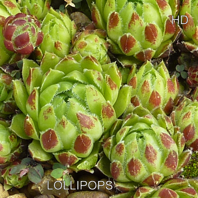 Lollipops / Jovi