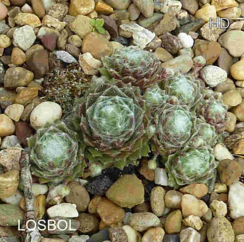 Losbol