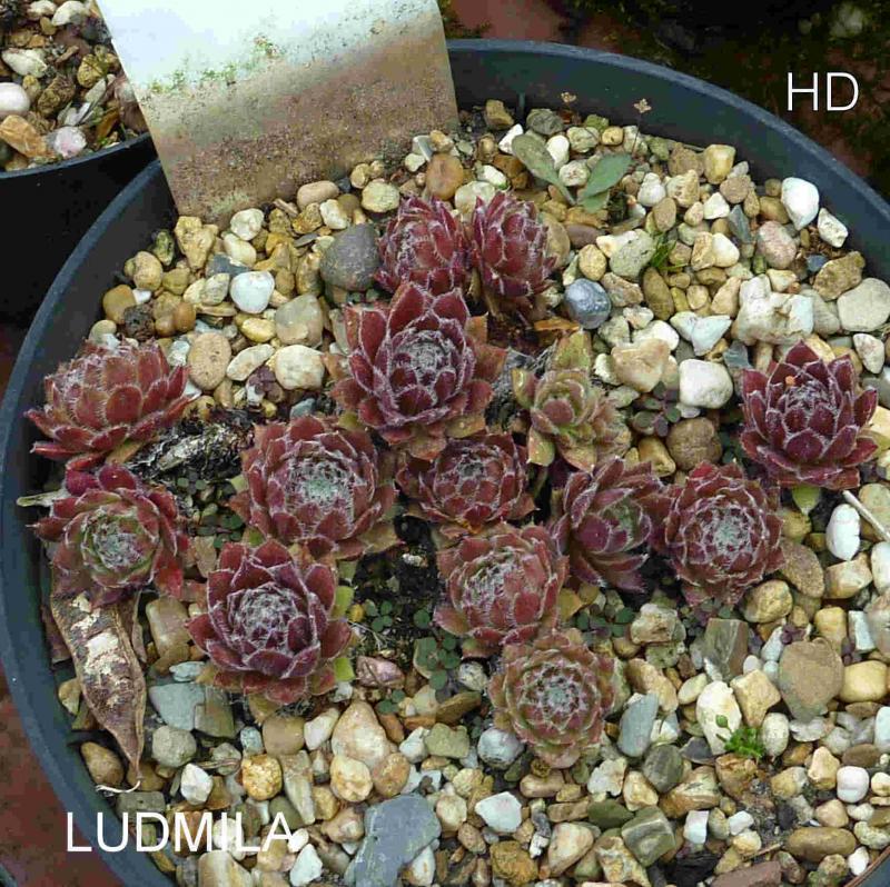 Ludmila ( II )