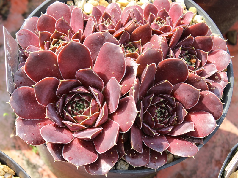 Korspel Purple Green / Jovi