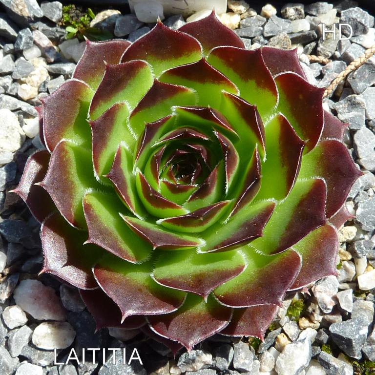 Laititia / Jovi