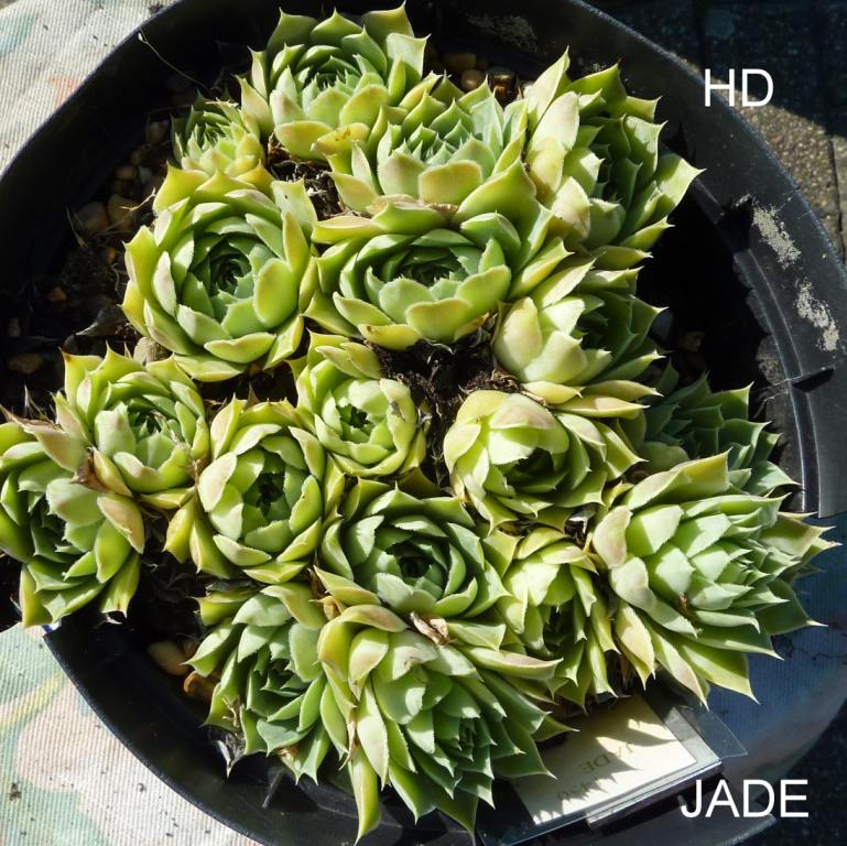 Jade / Jovi