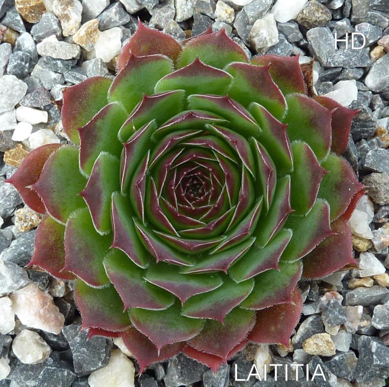 Laititia / Jovi