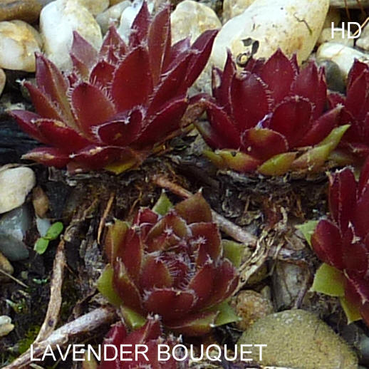 Lavender Bouquet