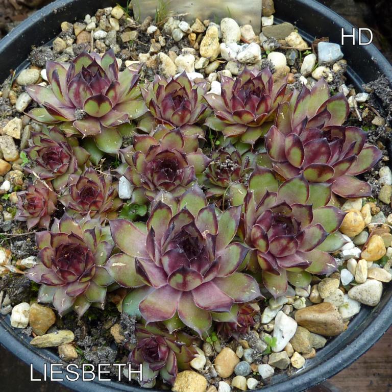 Liesbeth
