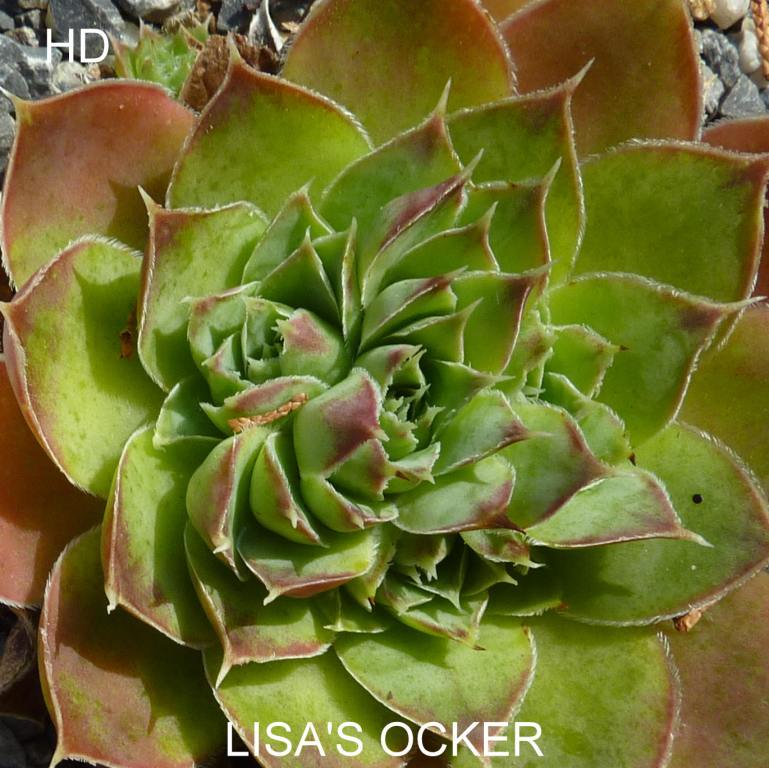 Lisa's Ocker / Jovi