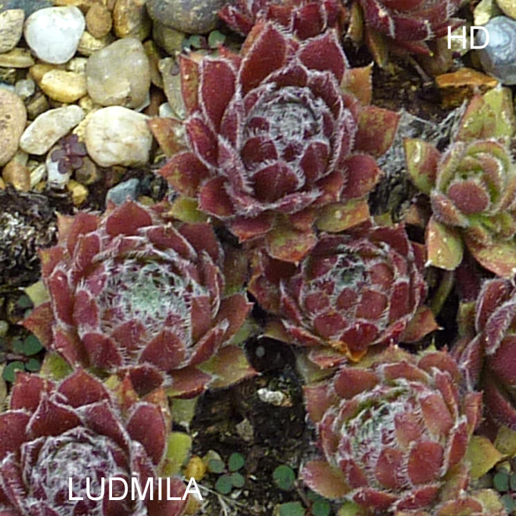 Ludmila ( II )