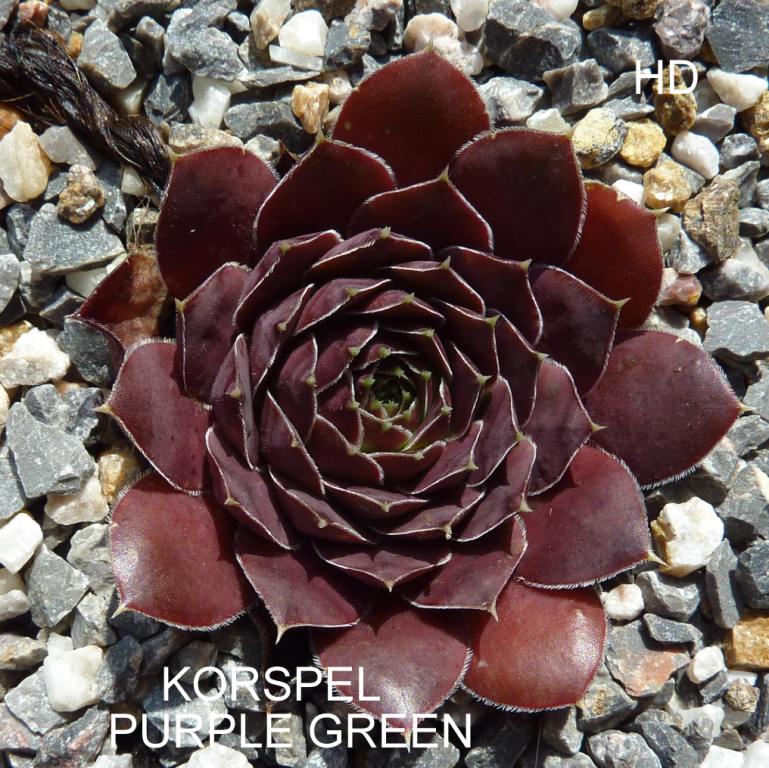 Korspel Purple Green / Jovi