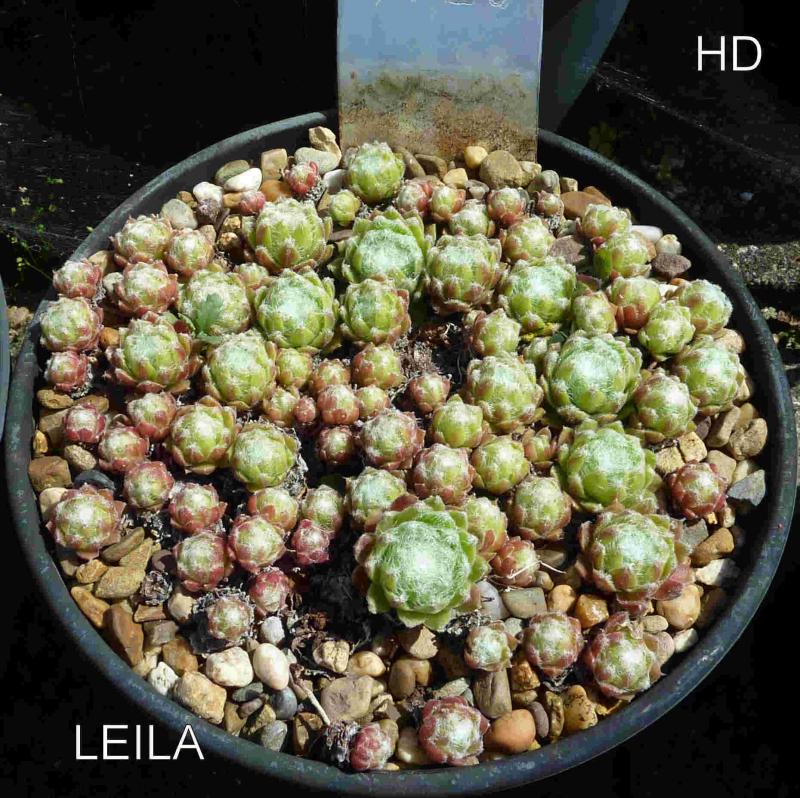 Leila