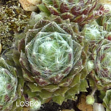 Losbol