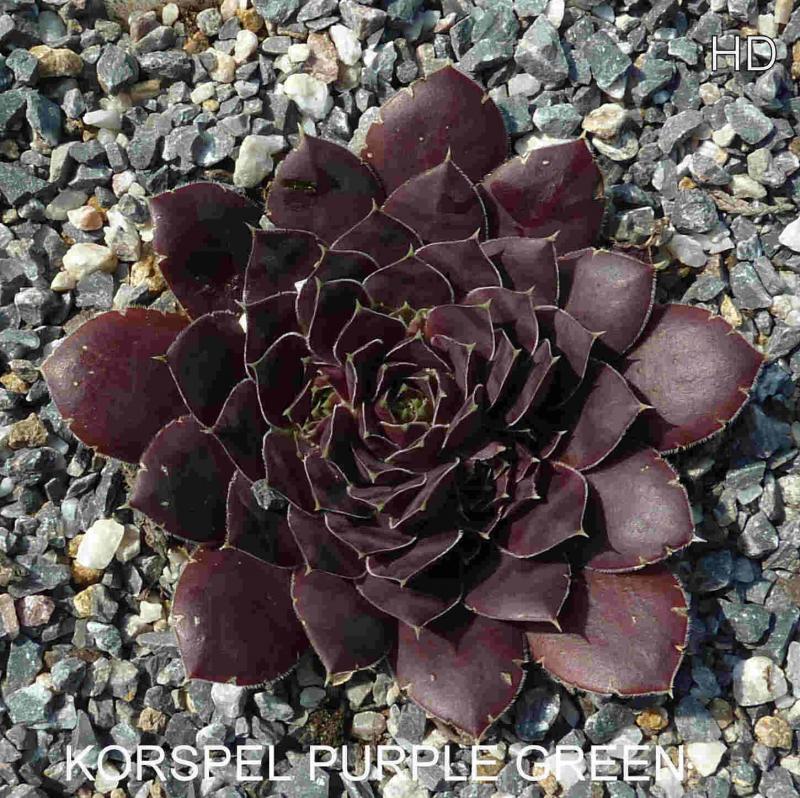 Korspel Purple Green / Jovi