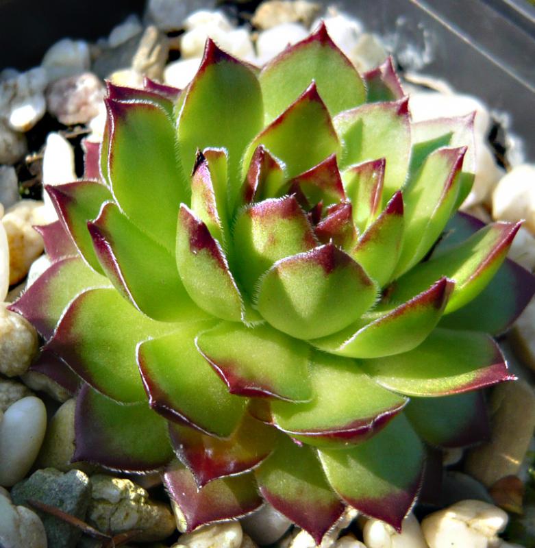 tataricum