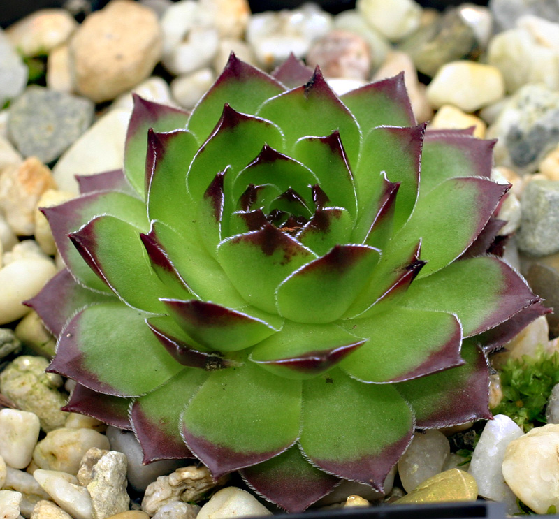 tataricum