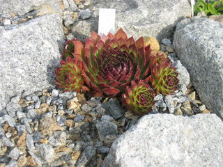 tataricum