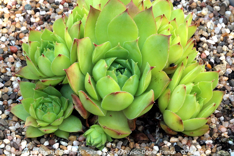 tectorum var. arvernense from Sainte-Yvoine