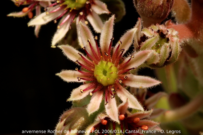 tectorum var. arvernense from Rocher de Bonnevie (Typ 01A)